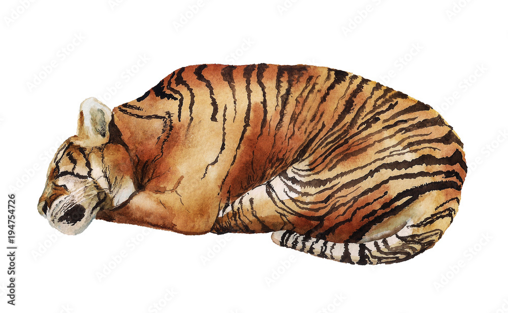 Obraz premium Watercolor sleeping tiger