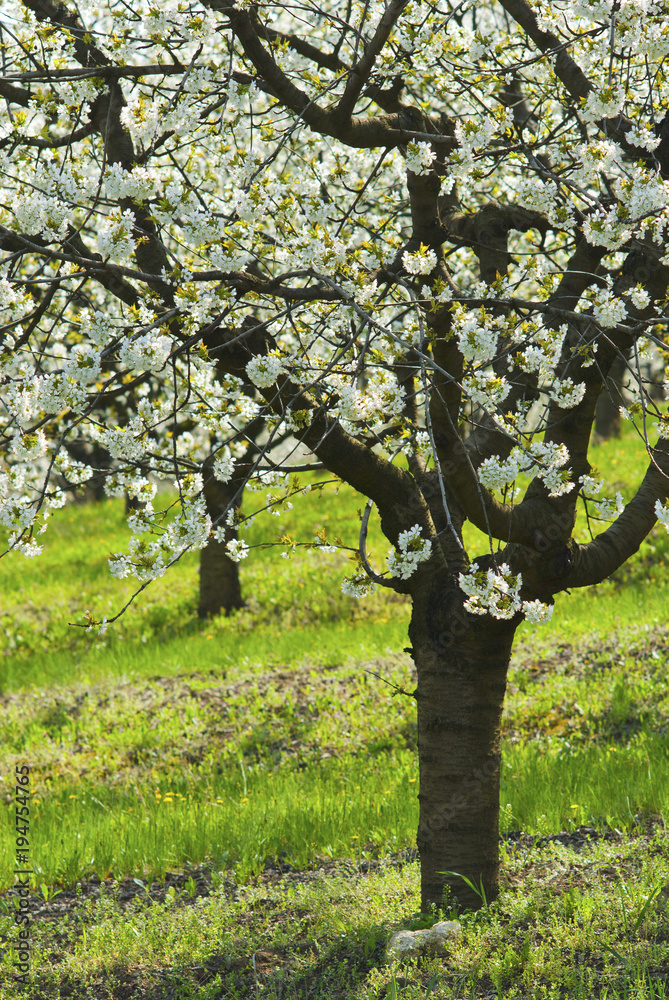 Fototapeta premium Blossoming cherry trees