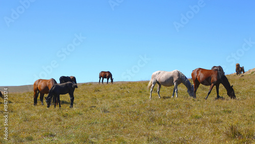 A Horses On The Autumn Caucasus Meadow