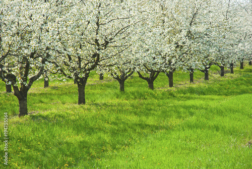 Blossoming cherry trees