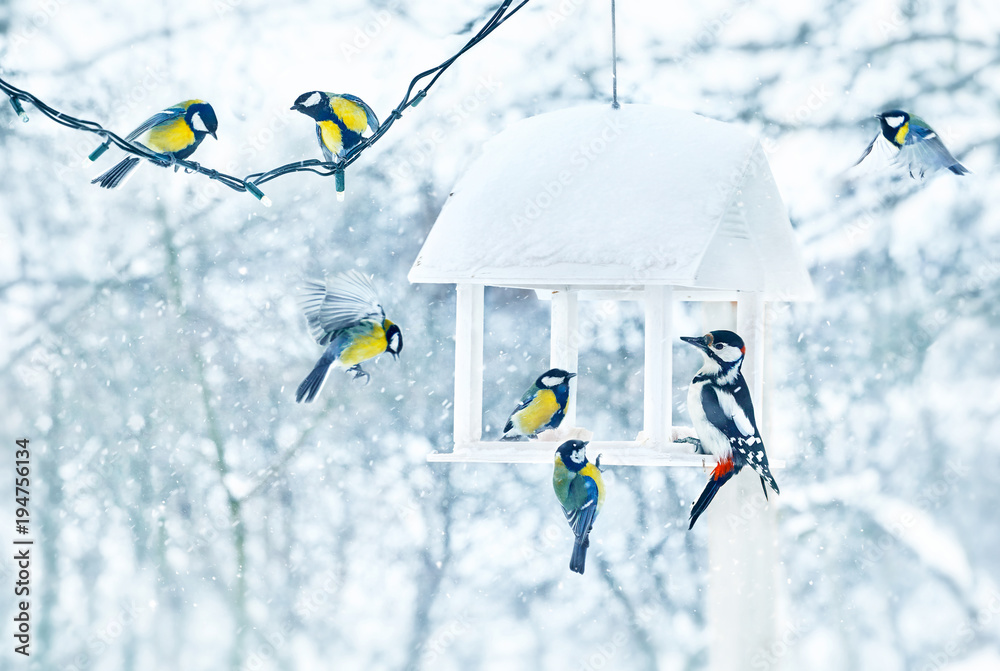 Obraz premium Tit i dzięcioł ptaki w białej drewnianej podajnik zimie śnieżnej