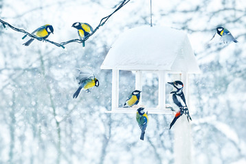 Tit and woodpecker birds in white wooden feeder winter snowy