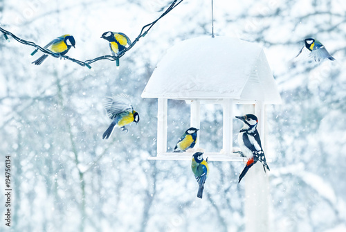 Tit and woodpecker birds in white wooden feeder winter snowy