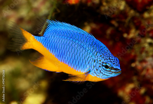 Azure damselfish Chrysiptera hemicyanea or saltwater aquarium fish photo