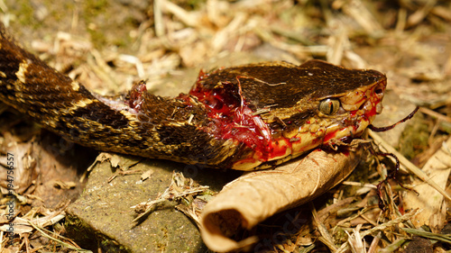 A killed and poisonous Bothrops atrox (aka common lancehead, fer-de-lance) snake in Colombia. photo