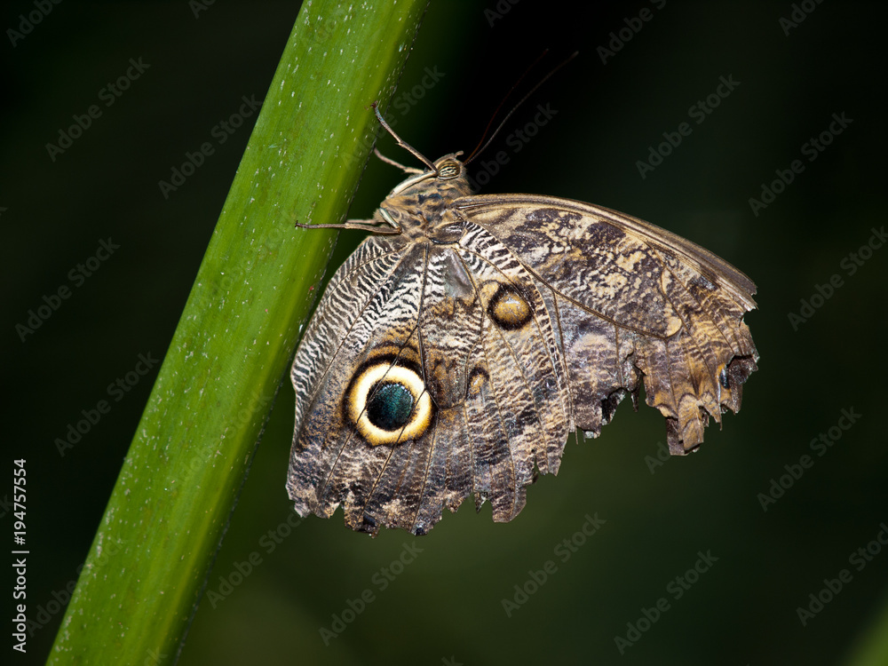 Fototapeta premium Butterfly Macro Shot