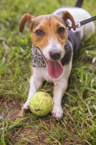 Cute happy smiling jack russell dog laying on a grass in park. Summer warm day