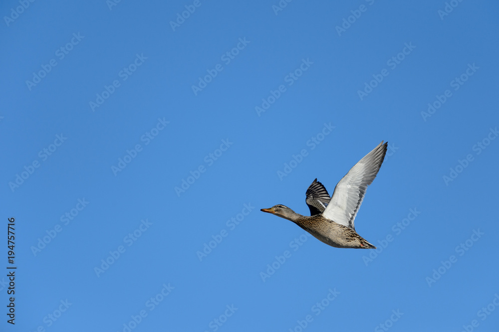 Isolated Mallard Hen in Flight on Clear Blue Sky Isolated Mallard Hen in Flight on Clear Blue Sky