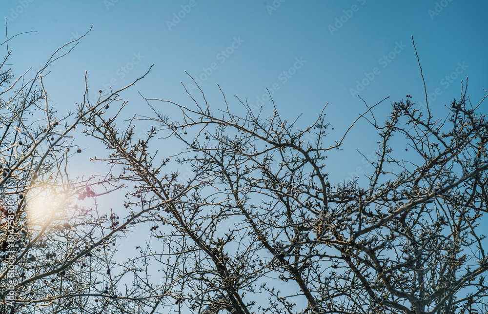 Hawthorn tree with berries in winter covered in hoarfrost Hawthorn tree with berries in winter covered in hoarfrost