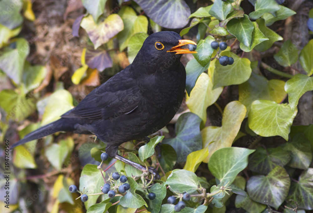 Black Blackbird hunting with a worm in the yellow beak Black Blackbird hunting with a worm in the yellow beak