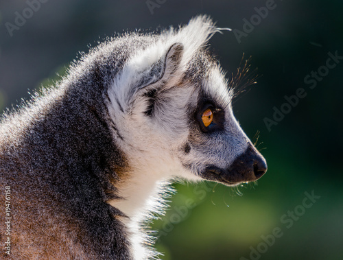 Fluffly Friend Lemur photo