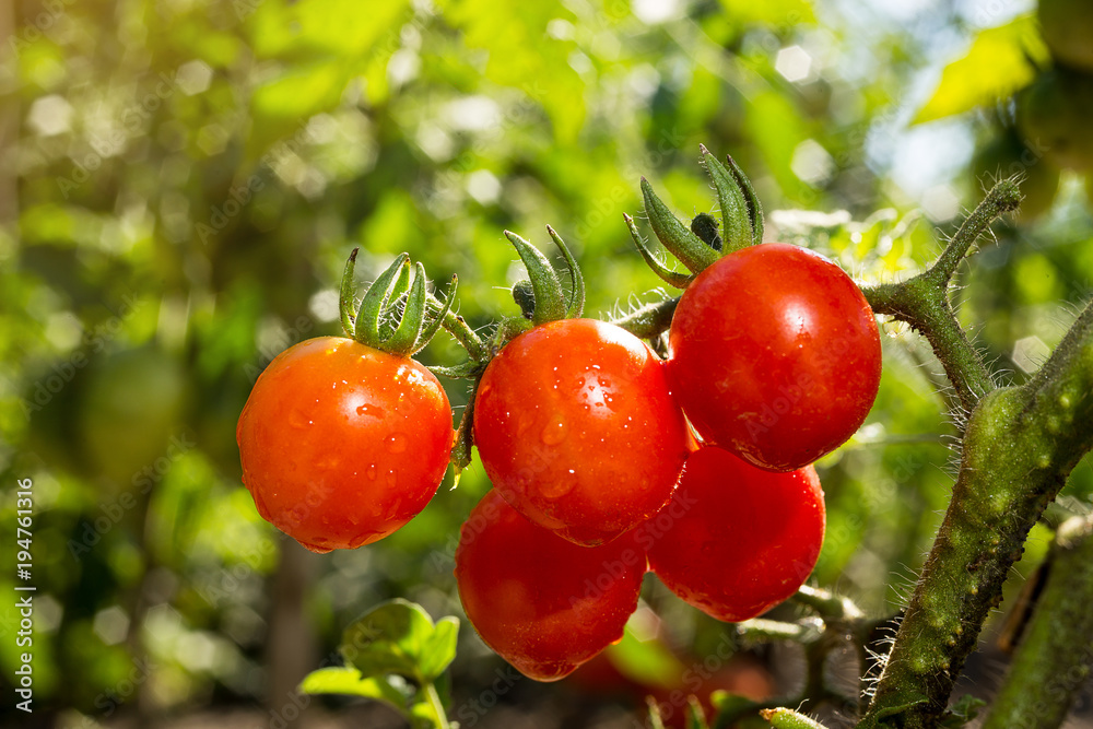 Bunch of ripe natural cherry red tomatoes in water drops growing in a greenhouse ready to pick Bunch of ripe natural cherry red tomatoes in water drops growing in a greenhouse ready to pick
