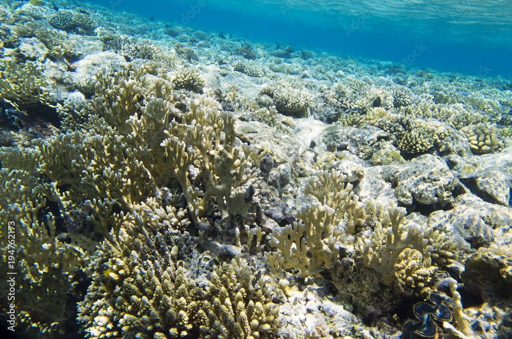 Naklejka premium Beautiful corals on the sea reef