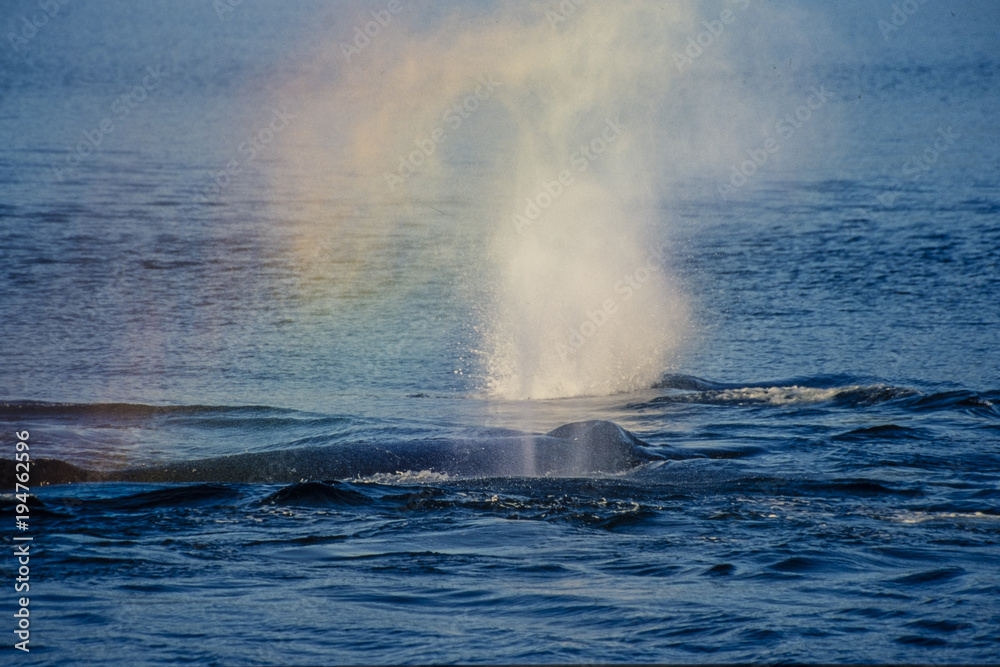 Naklejka premium Whale Rainbow na Alasce