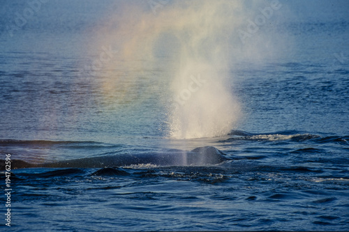 Whale Rainbow, Alaska