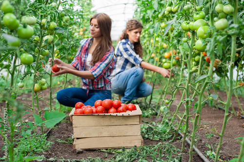 Young smiling agriculture woman worker in front and colleague in back and a crate of tomatoes in the front, working, harvesting tomatoes in greenhouse. © vladteodor