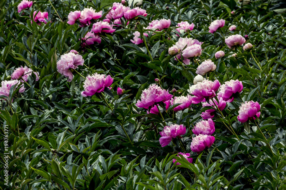 Fototapeta premium Beautiful fresh fragrance pink peonies on green bushes in a garden