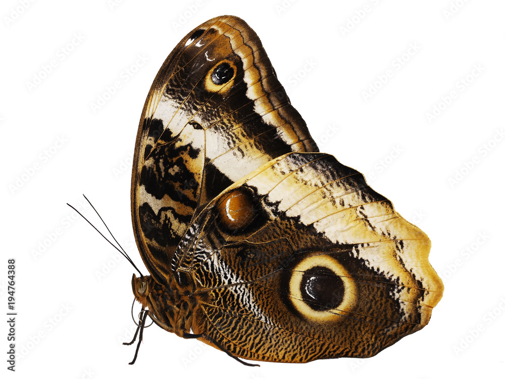 Caligo atreus Yellow-edged giant owl butterfly Taxidermy REAL Insect Unmounted 