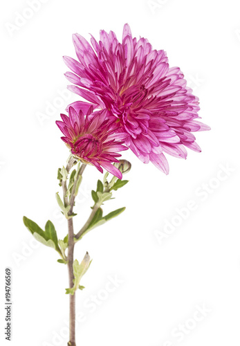 Flowers of chrysanthemum on a white background