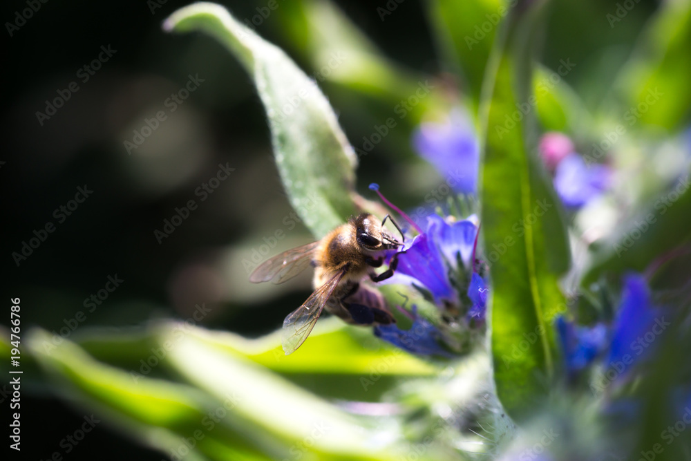 The bee collects nectar from Echium vulgare, viper's bugloss, blueweed. Collect pollen in the meadow. The bee collects nectar from Echium vulgare, viper's bugloss, blueweed. Collect pollen in the meadow.