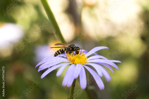 wasp on purple flower with yellow center Symphyotrichum novi-belgii