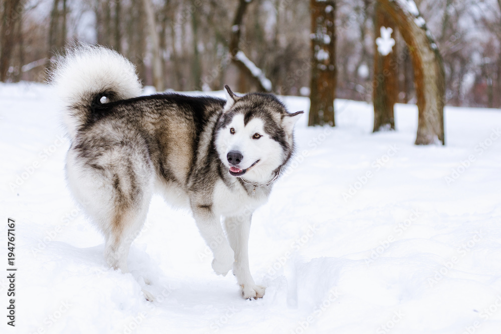 Alaskan Malamute in the snow Alaskan Malamute in the snow