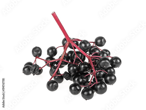 Elderberry branch isolated on a white background