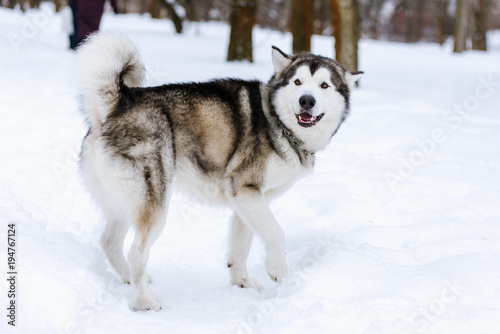 Alaskan Malamute in the snow © sushytska