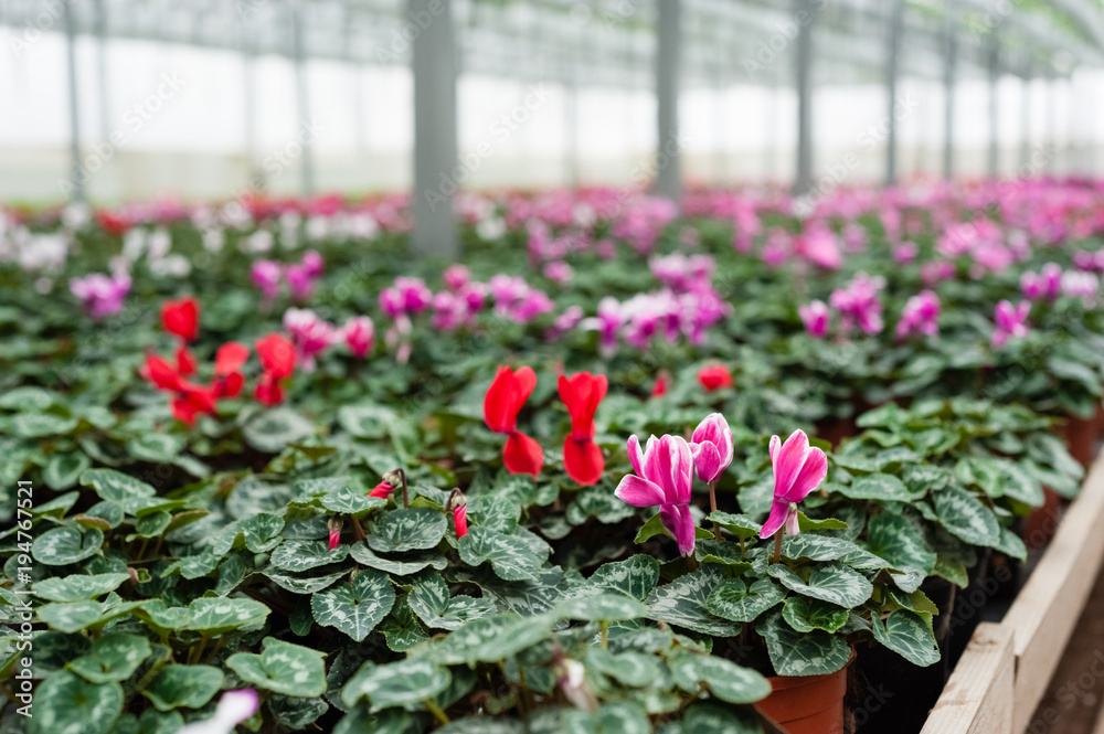 Flower culture in a greenhouse