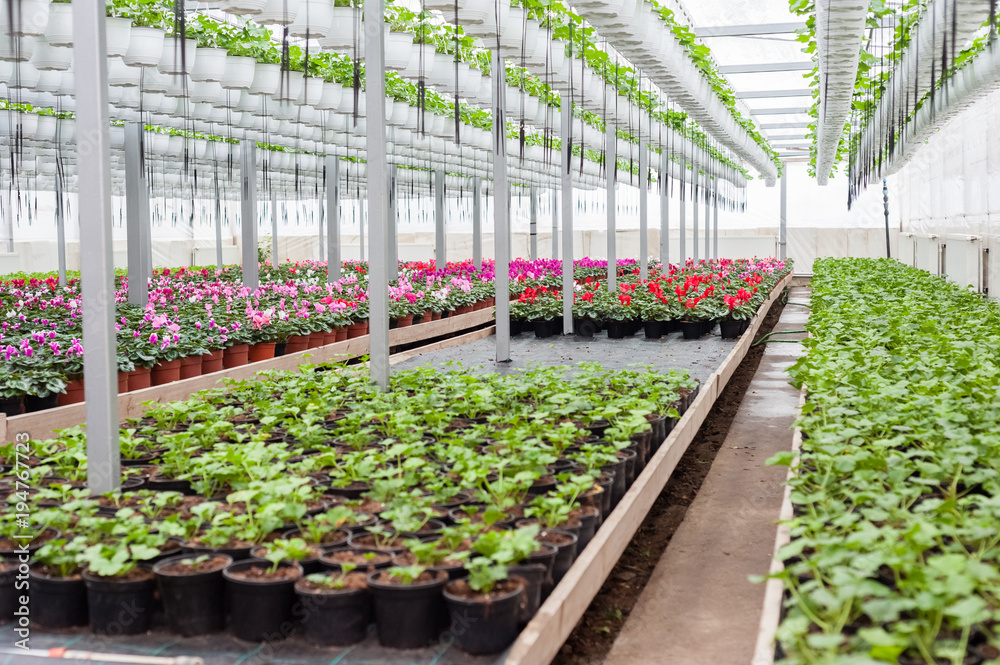 Flower culture in a greenhouse Flower culture in a greenhouse