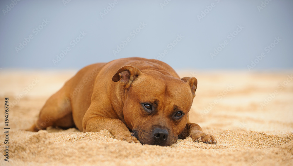 Staffordshire Bull Terrier dog lying down on sand beach Staffordshire Bull Terrier dog lying down on sand beach