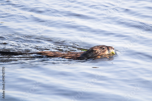 A muskrat swimming along in a pond