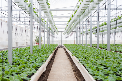 Flower culture in a greenhouse