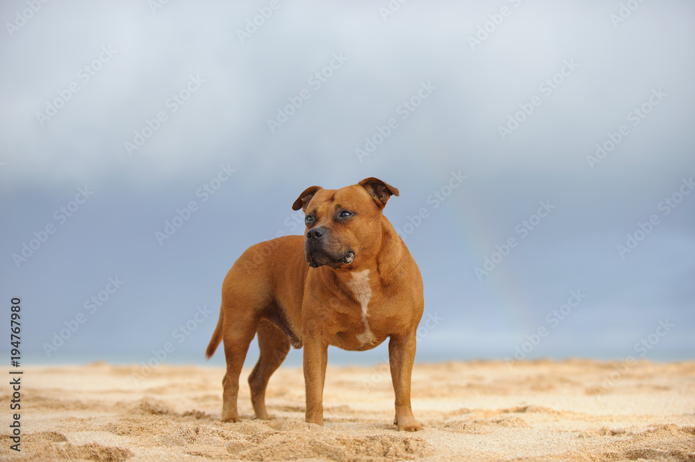Staffordshire Bull Terrier dog standing on sand beach