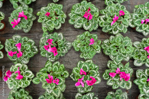 Flower culture in a greenhouse