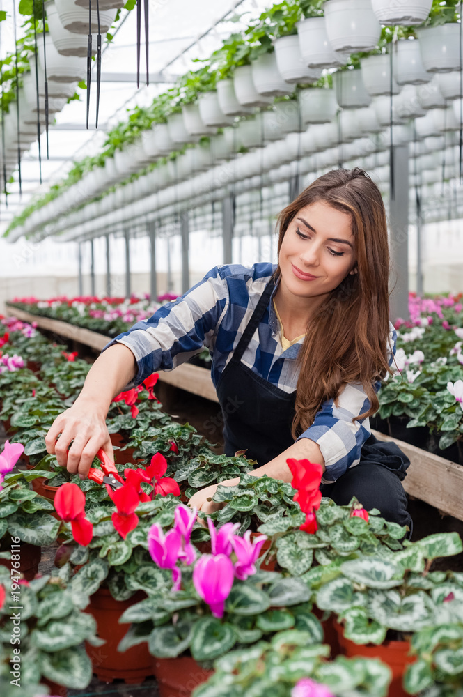 Pretty florists woman working with flowers in a greenhouse holding scissors