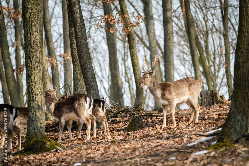 Fallow Deer (Dama dama), in autumn forest, Czech Republic. Beautiful autumn colorful woods. Deer in the nature habitat. Animal in the forest meadow. Wildlife scene in Europe. Fallow Deer (Dama dama), in autumn forest, Czech Republic. Beautiful autumn colorful woods. Deer in the nature habitat. Animal in the forest meadow. Wildlife scene in Europe.