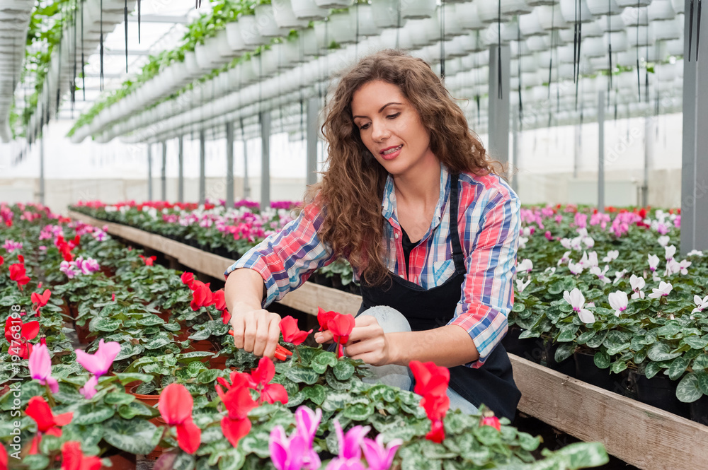 Florists woman working with flowers in a greenhouse holding scissors