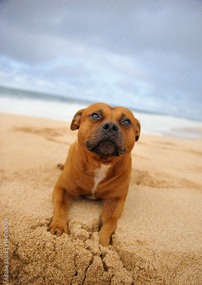 Staffordshire Bull Terrier dog 