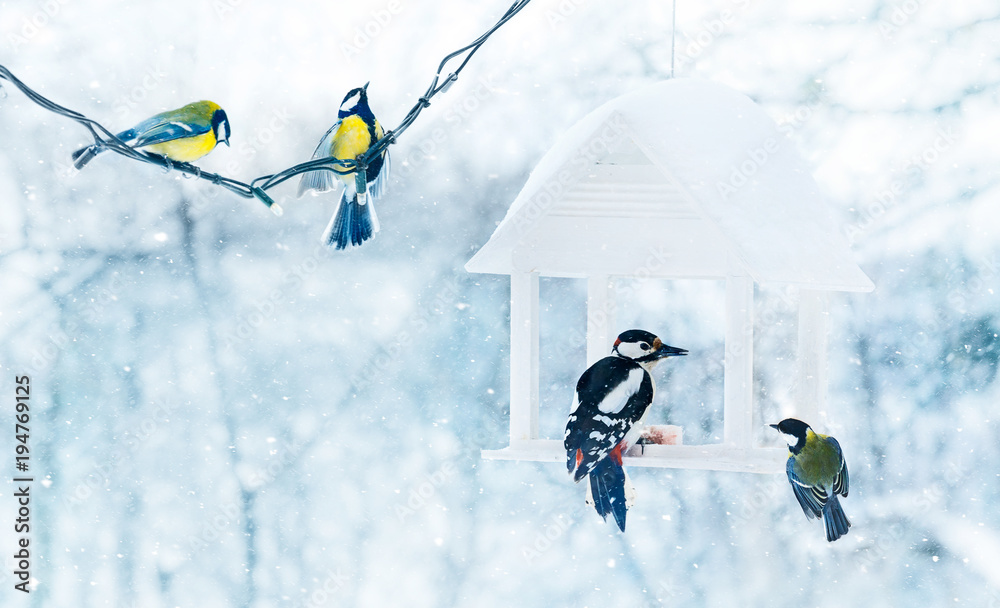 Fototapeta premium Tit and woodpecker birds in white wooden feeder winter snowy