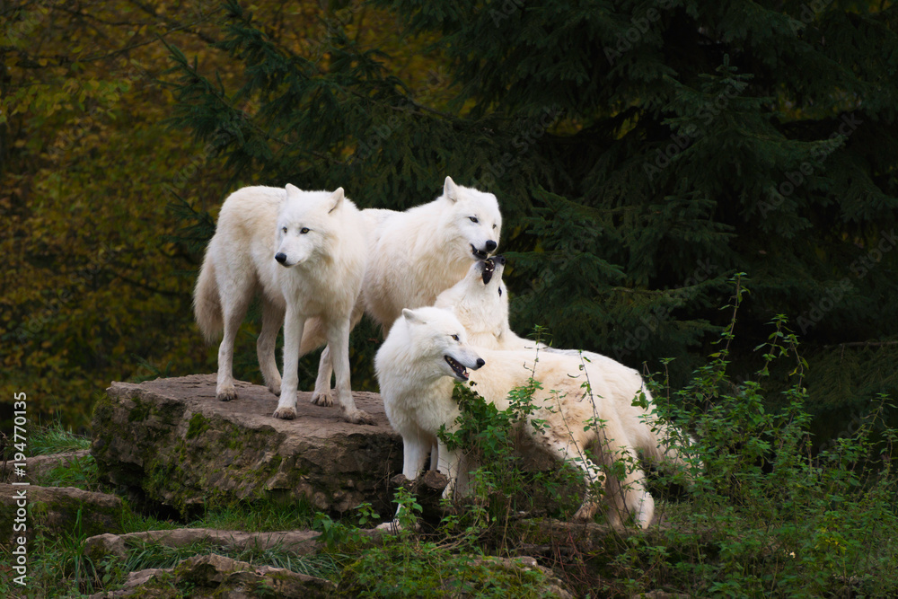 Arctic wolves - canis lupus arctos Arctic wolves - canis lupus arctos