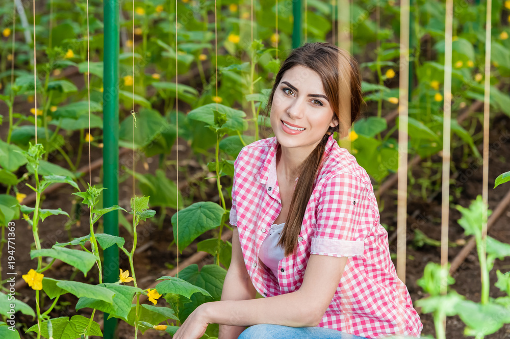 Beautiful young woman gardening and smiling at camera in a greenhouse with cucumber plants Beautiful young woman gardening and smiling at camera in a greenhouse with cucumber plants