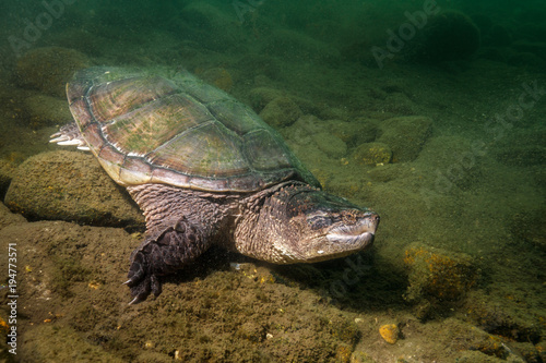 Snapping Turtle in Pond