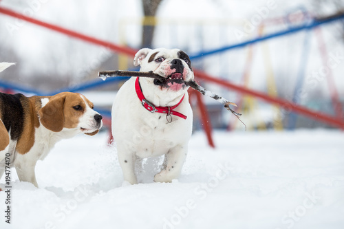 English Bulldog and Beagle dog playing with stick on winter day