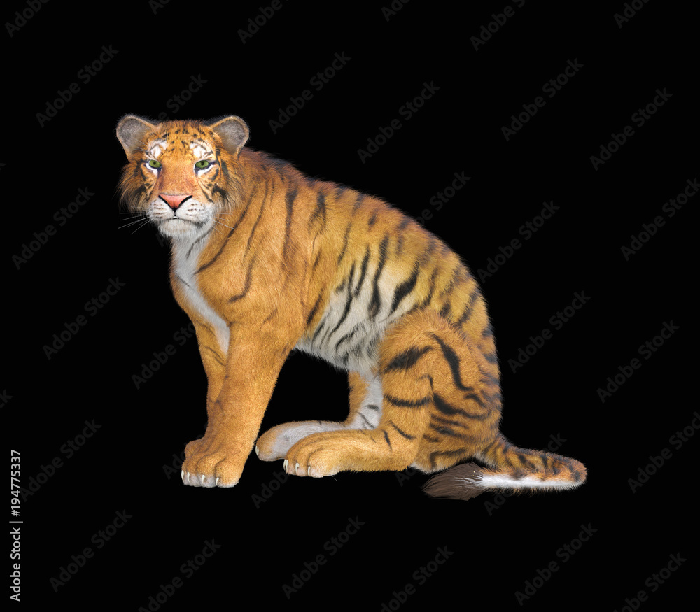 3d rendering of Siberian tiger also known as the Amur Tiger on black back ground 3d rendering of Siberian tiger also known as the Amur Tiger on black back ground