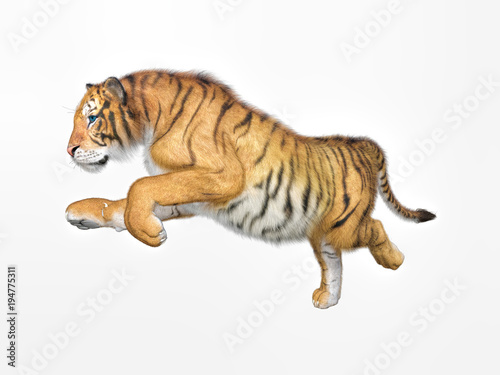 3d rendering of Siberian tiger also known as the Amur Tiger on whie 