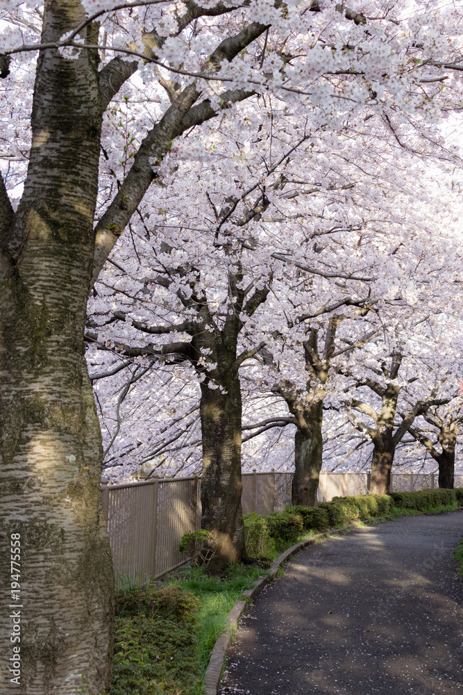 桜の並木