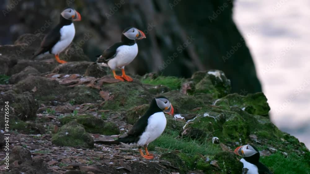 A closeup colorful small puffins nesting on a tiny rocky island