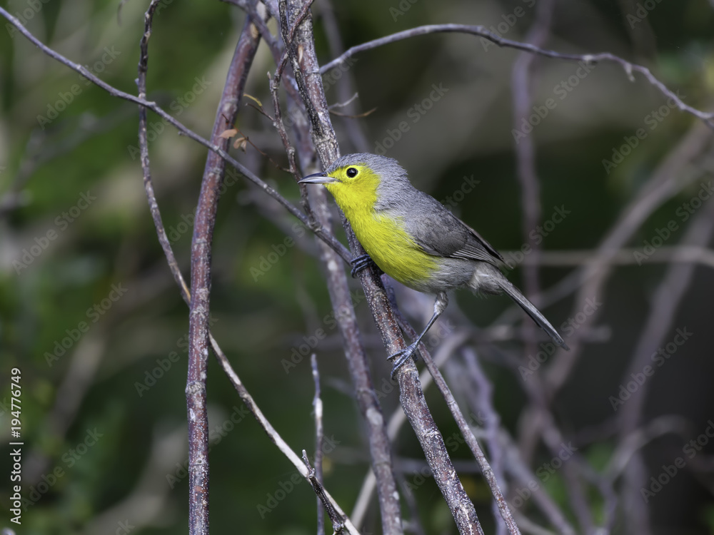 Obraz premium Oriente Warbler Portrait