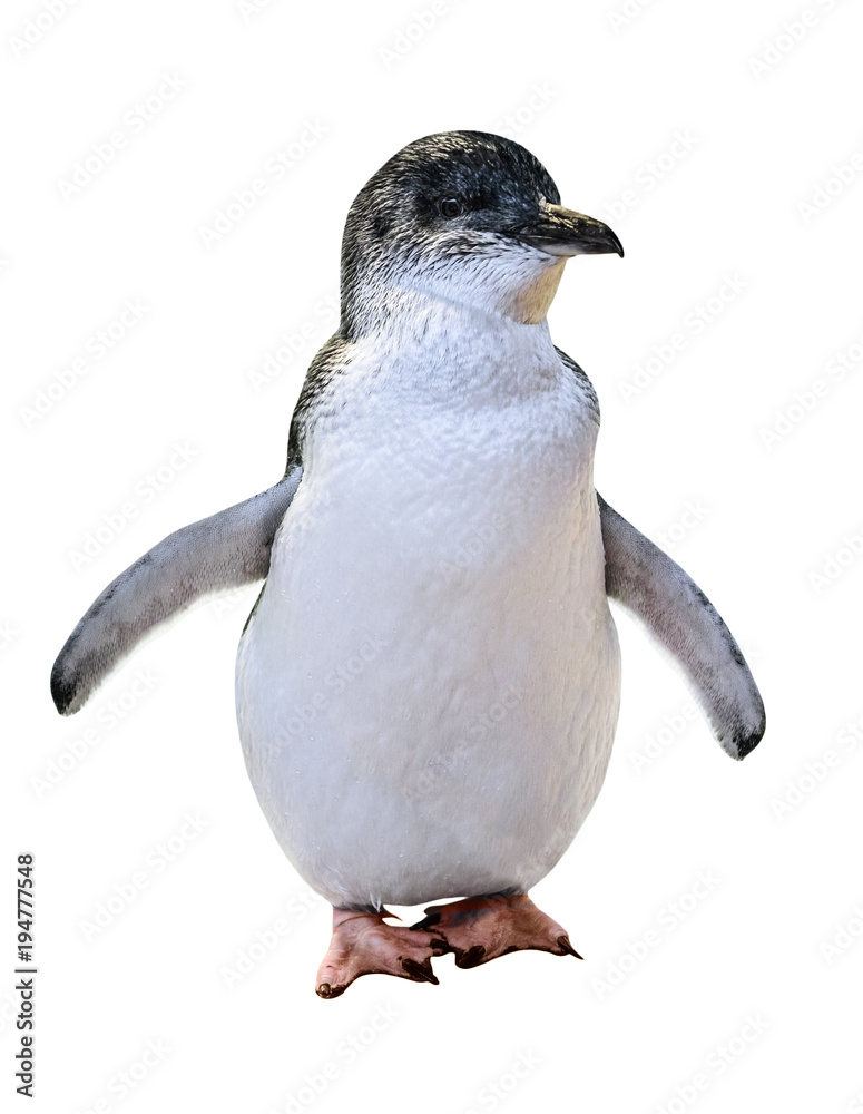 Naklejka premium A standing Little Australian Penguin, isolated on white background. Front view. Australian penguins are famous in the following islands: Phillip Island, Penguin Island and Bruny Island.
